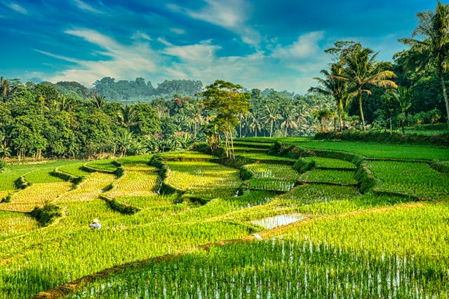 Ecosistemas Agri-DAO: Un Nuevo Modelo para el Empoderamiento de los Agricultores y el Acceso a los Mercados
