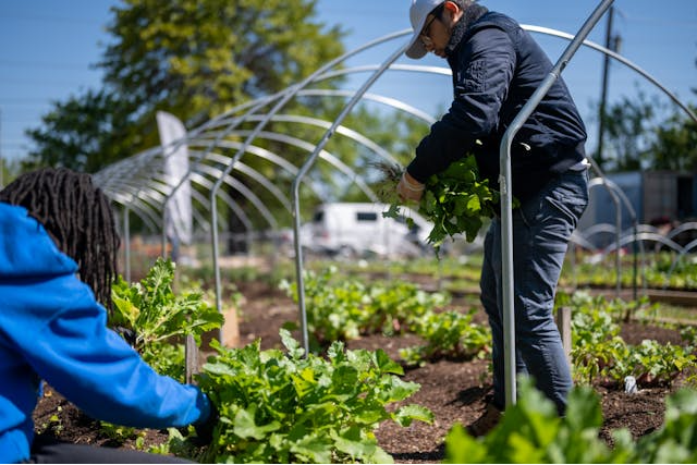 Agriculture Communautaire : Comment les DAO Alimentent le Mouvement de l'Agriculture Régénérative